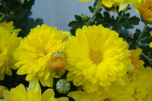 岁月的馈赠,生活经历与感悟的交织 岁月的馈赠,生活经历与感悟的交织