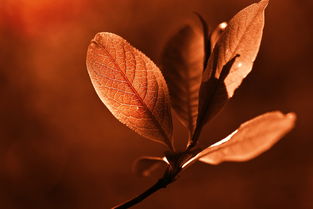 生活如诗,感悟如歌,如何将你的生活经历转化为深刻的文字 生活如诗,感悟如歌,如何将你的生活经历转化为深刻的文字